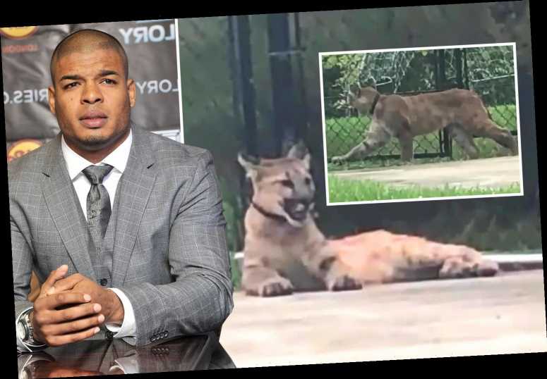 Tyrone Spong charged after PET COUGAR escaped from his ...