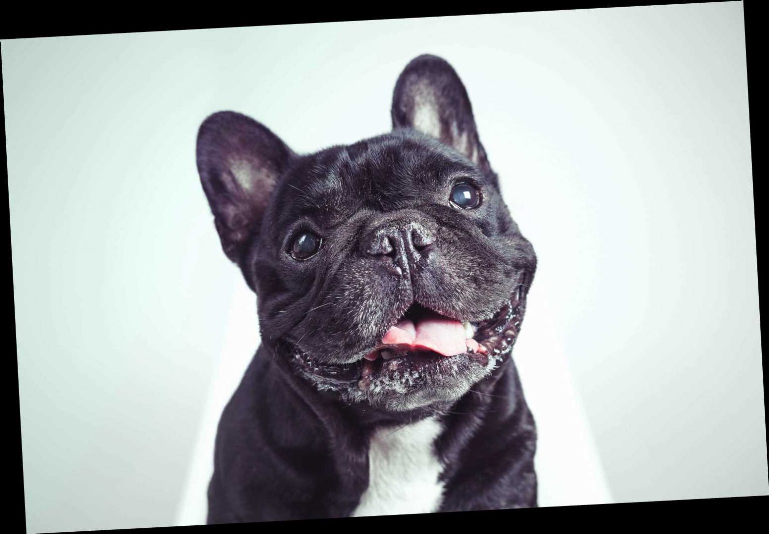 What is a French Bulldog and why are they ‘flat-faced’? – The Sun ...