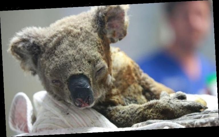 Australia fires: How many animals have died in Australian bushfires? 1