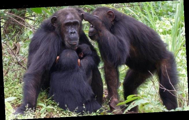 Female chimps with a powerful mother are more likely to stay at home