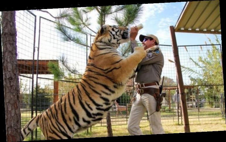 Tiger King: Can captive tigers be released into wild? - WSTale.com