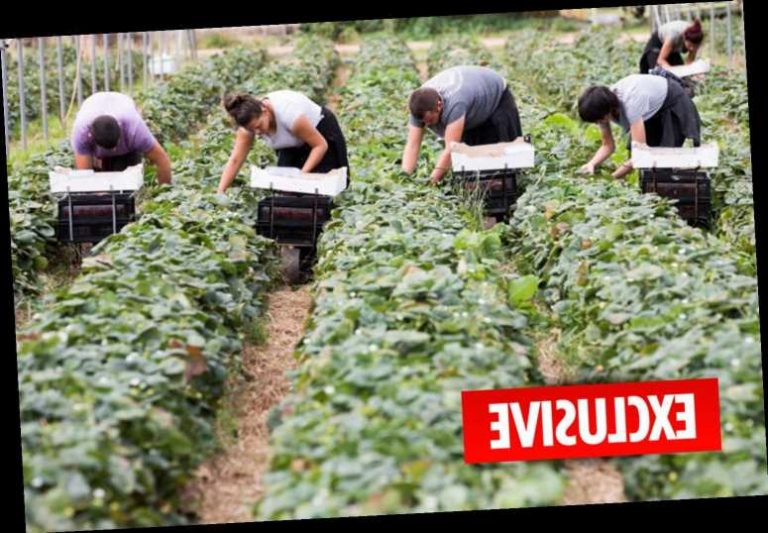 Brits applying for fruit picking jobs ‘are being rejected in favour of