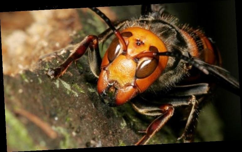 Asian 'murder' hornets in the US and UK: Threat to human life 'is there ...