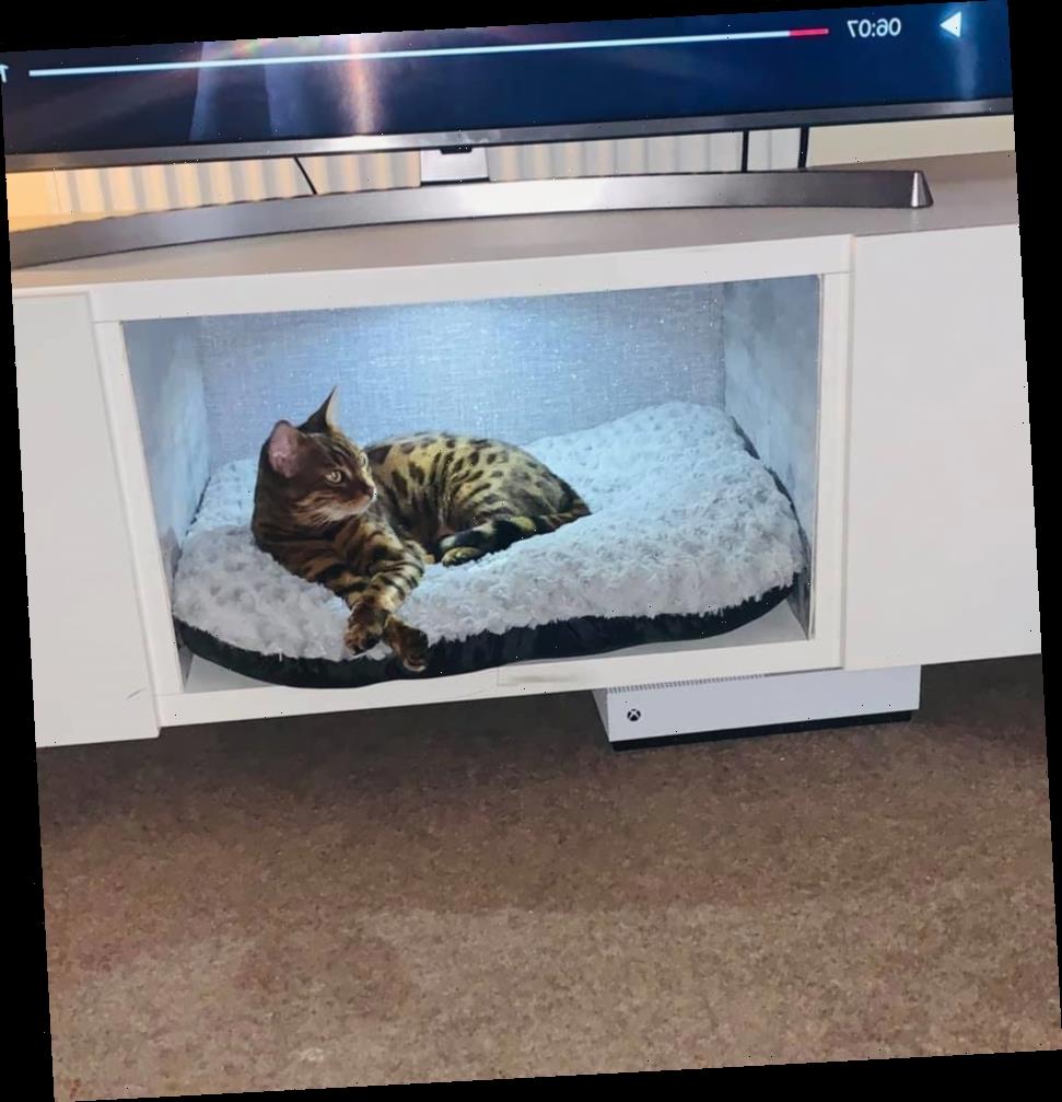 Bloke creates cat bed in the cupboard under the TV using B&M and The