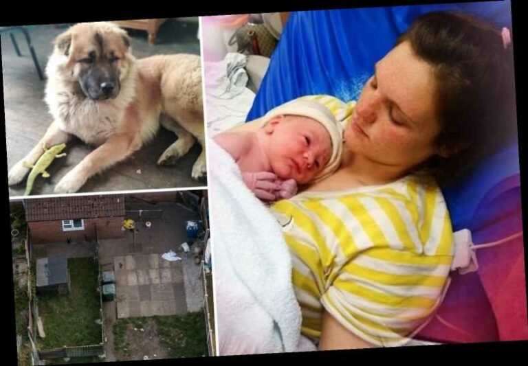 Heartbroken mum of newborn baby mauled to death by family dog won't