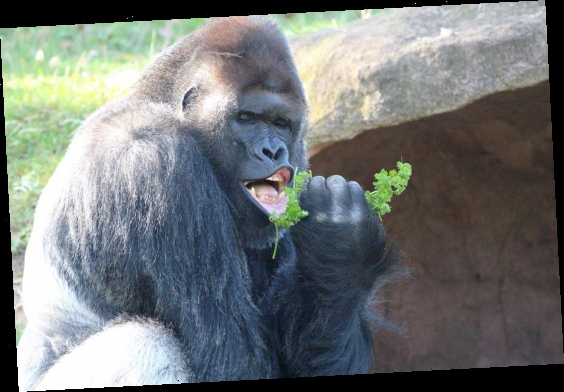 Elvis lives? Gorilla curls lip like 'The King' in viral photo - WSTale.com