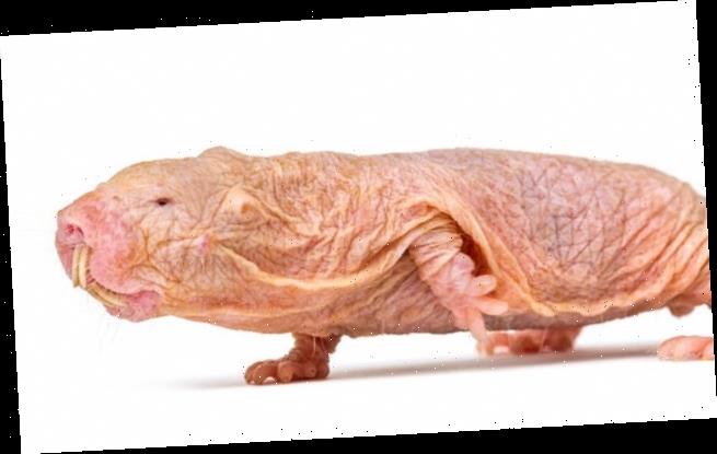 Naked Mole Rats Chirp To Their Colonies In Unique Dialects Wstale Com