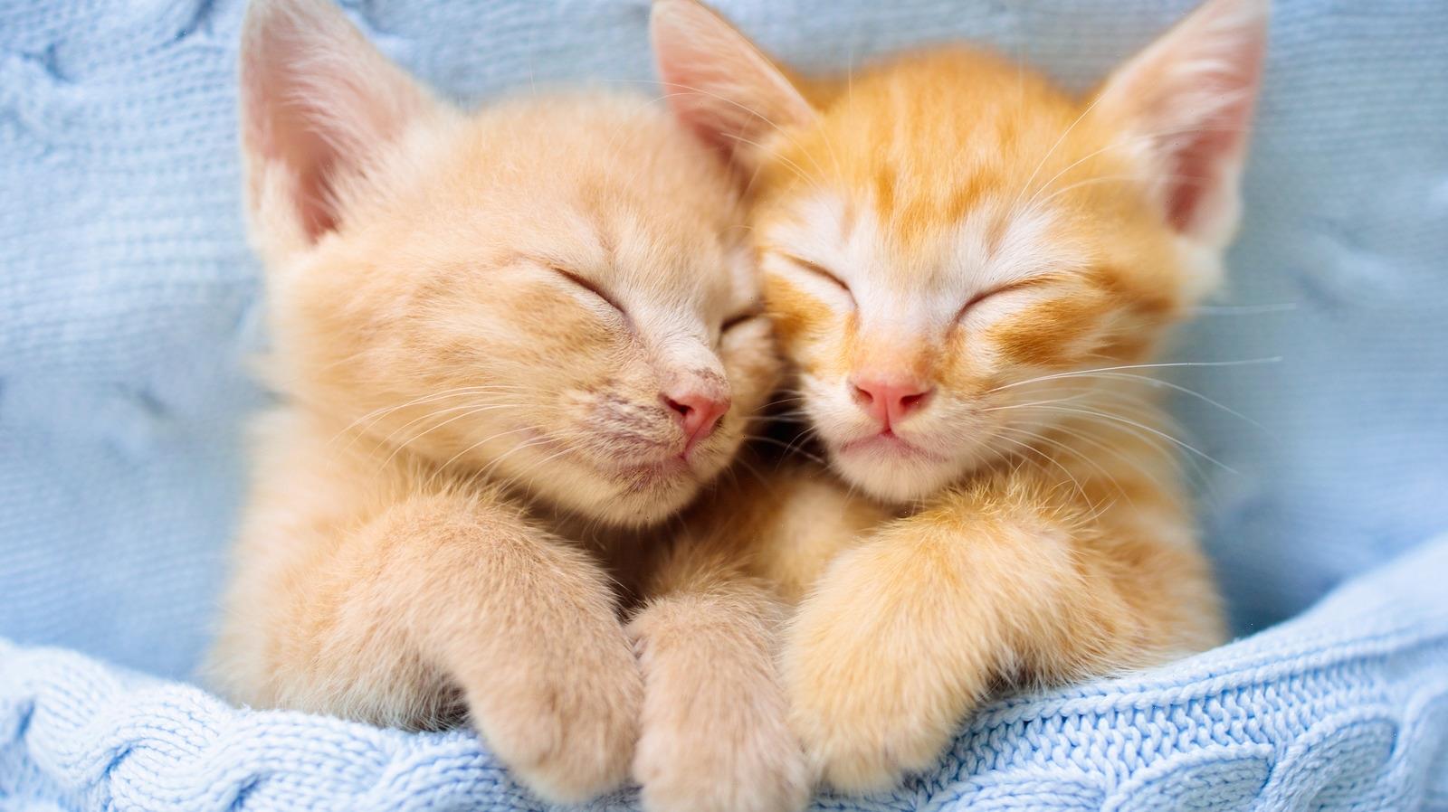 How Much Do Cats Really Need To Sleep A Day WSTale