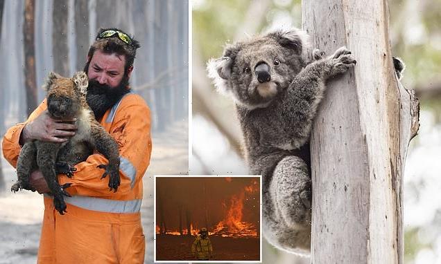 Koalas going EXTINCT with as few as 30,000 left in the Australian wild ...