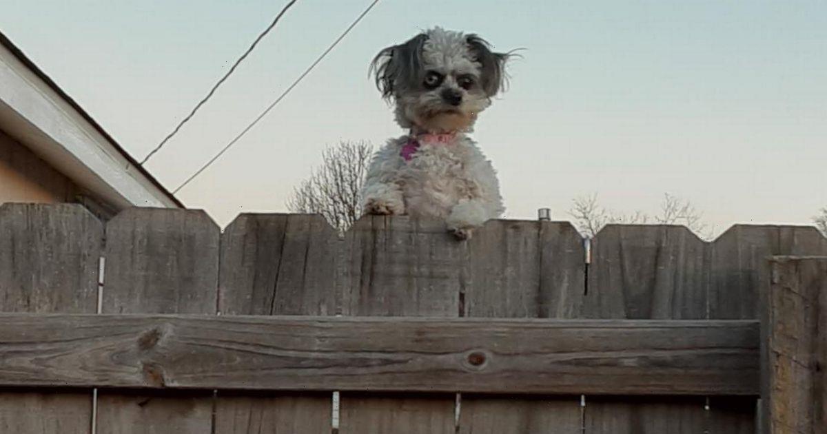 Pennywise the Clown ‘demon dog’ goes viral after giving neighbours ...